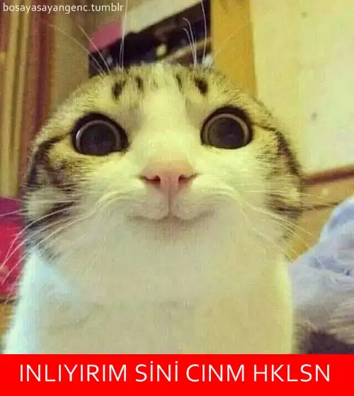 tumblr_n83dxxuNQw1s22rc8o1_500.webp