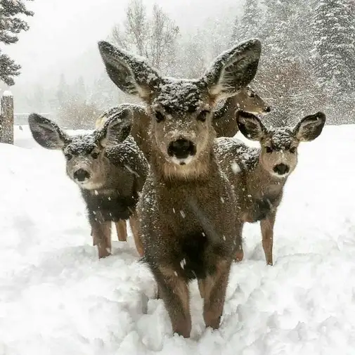 tumblr_ojdwa65wfI1s9poh0o1_1280.webp