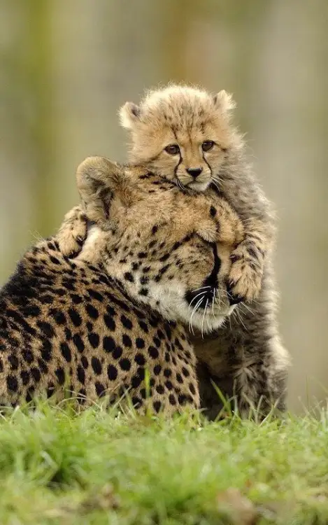 tumblr_owejscEspj1stmjkwo1_500.webp