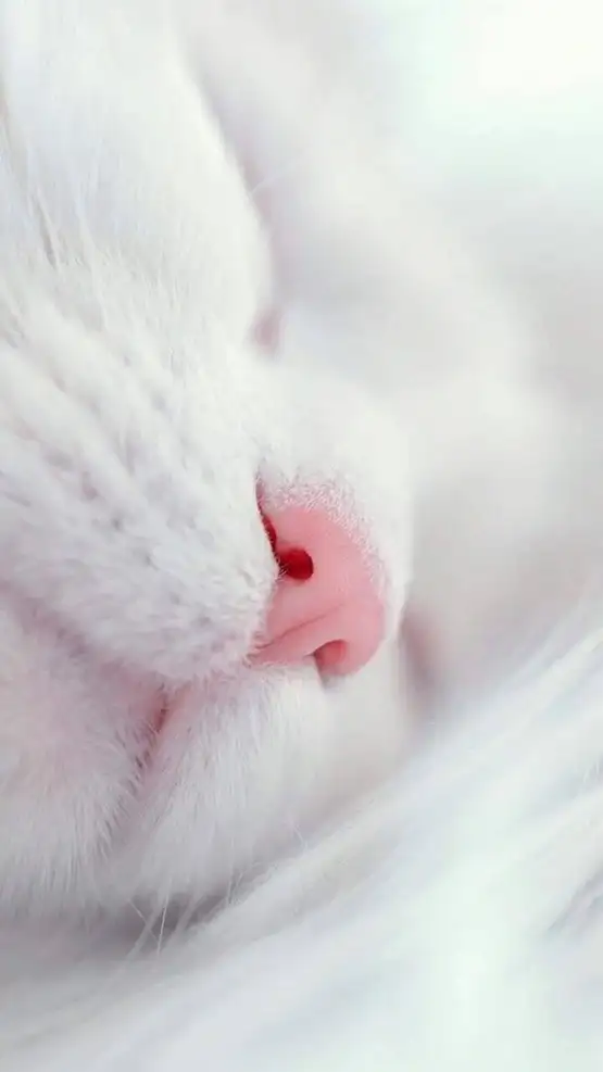 tumblr_ptipmxRfBF1vadvec_1280.webp
