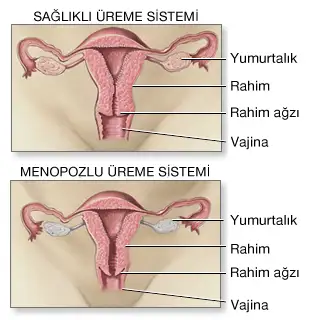 Tüp Bebekte Doğru Teşhis ile İlk Seferde Başarı