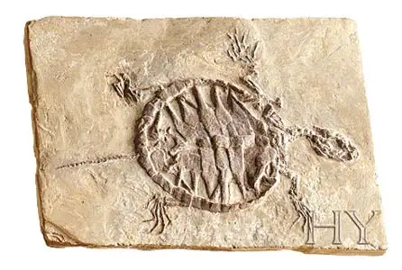 turtle.webp