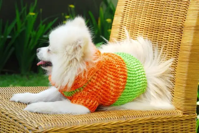 turuncu-yeşil-örgü-köpek-giysisi.webp