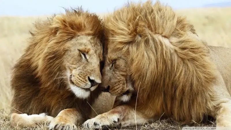 two_male_lions-wallpaper-1024x576(1).webp