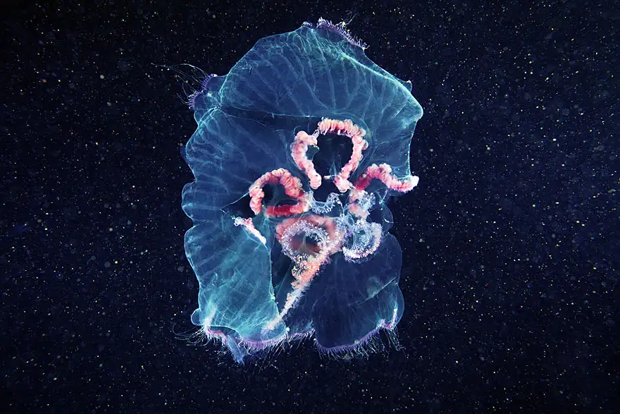 underwater-jellyfish-alexander-semenov-aquatis-1-2.webp