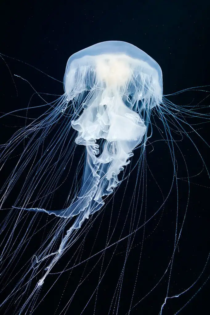 underwater-jellyfish-alexander-semenov-aquatis-11-2.webp