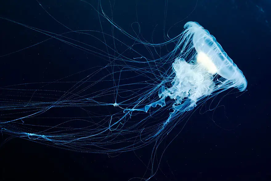 underwater-jellyfish-alexander-semenov-aquatis-13-2.webp