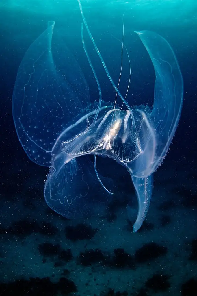 underwater-jellyfish-alexander-semenov-aquatis-15-2.webp