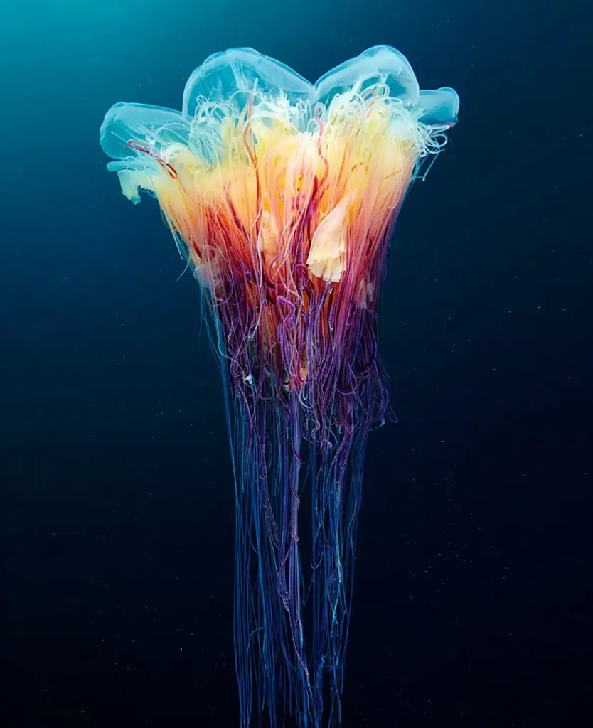 underwater-jellyfish-alexander-semenov-aquatis-16.webp