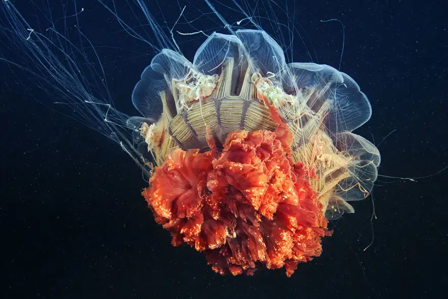 underwater-jellyfish-alexander-semenov-aquatis-18.webp