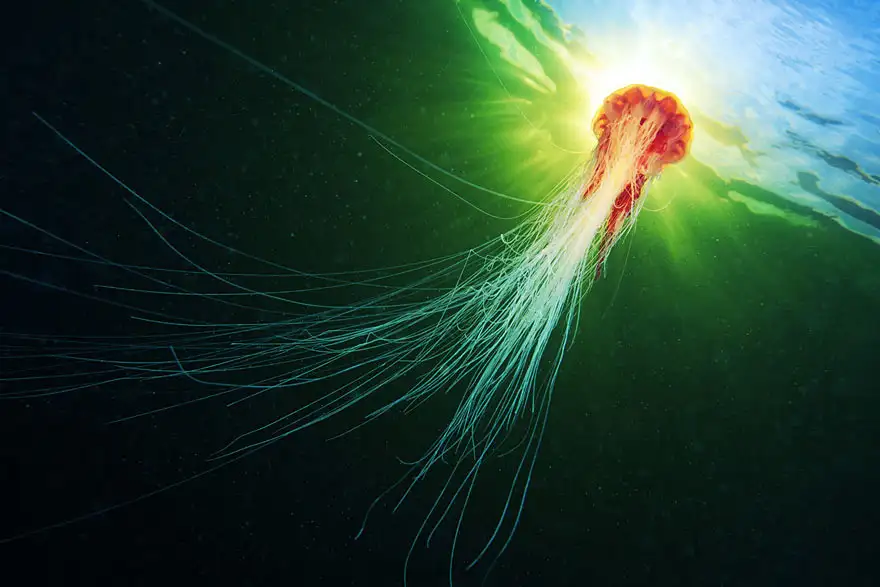 underwater-jellyfish-alexander-semenov-aquatis-20-2.webp