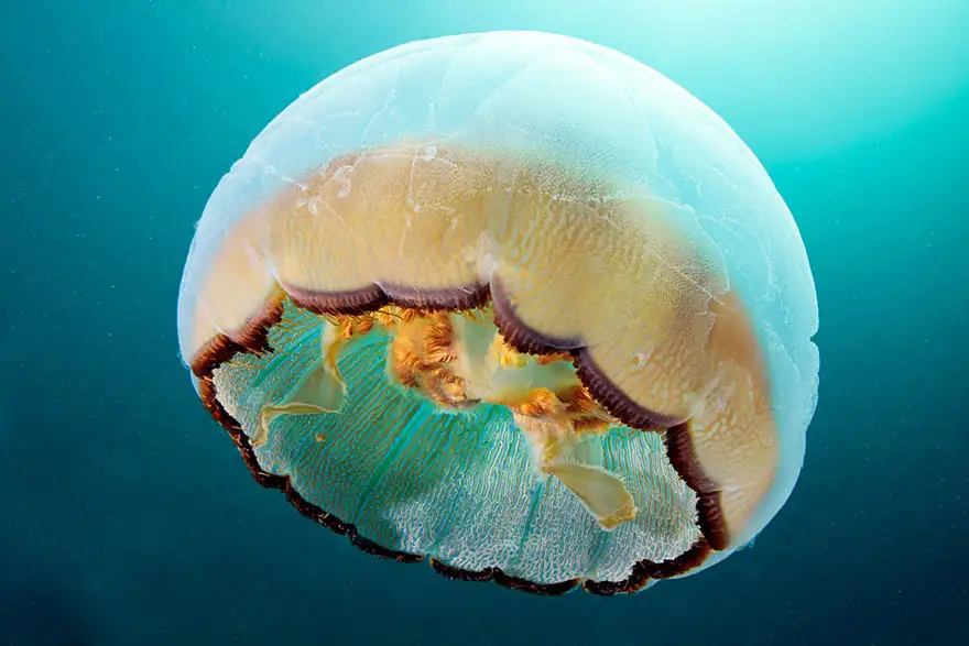 underwater-jellyfish-alexander-semenov-aquatis-22-2.webp