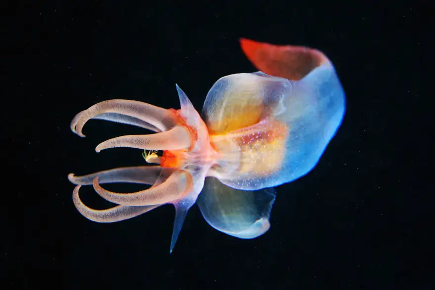 underwater-jellyfish-alexander-semenov-aquatis-24.webp