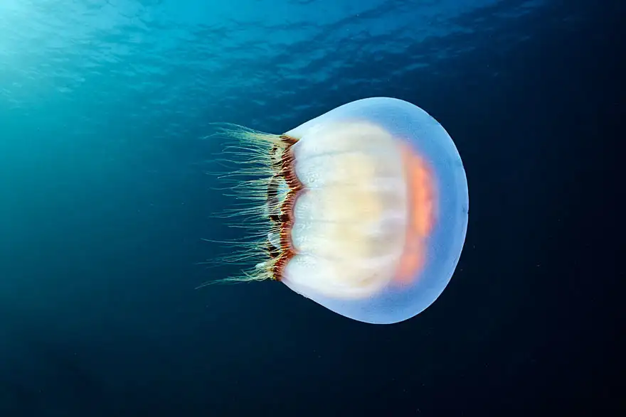 underwater-jellyfish-alexander-semenov-aquatis-26-2.webp