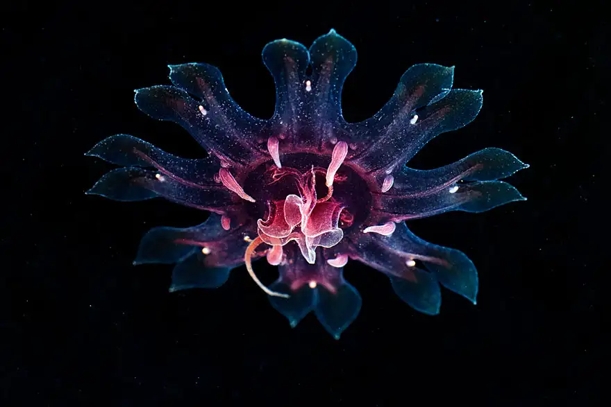 underwater-jellyfish-alexander-semenov-aquatis-28.webp