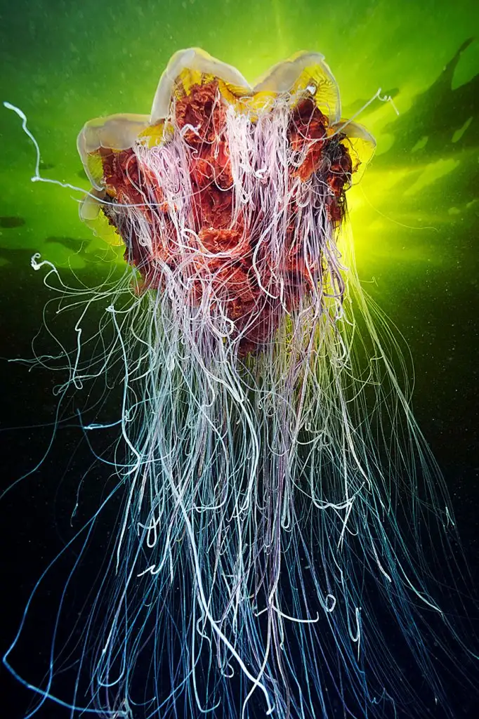 underwater-jellyfish-alexander-semenov-aquatis-29.webp