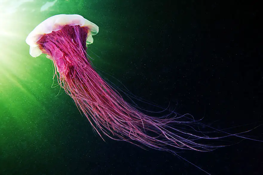underwater-jellyfish-alexander-semenov-aquatis-3-2.webp