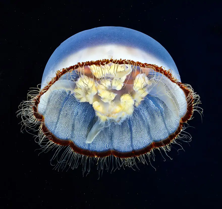 underwater-jellyfish-alexander-semenov-aquatis-30.webp