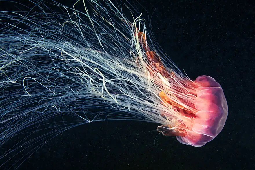 underwater-jellyfish-alexander-semenov-aquatis-5-2.webp