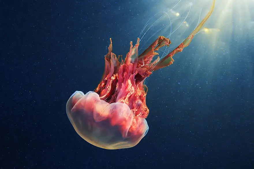 underwater-jellyfish-alexander-semenov-aquatis-6-2.webp