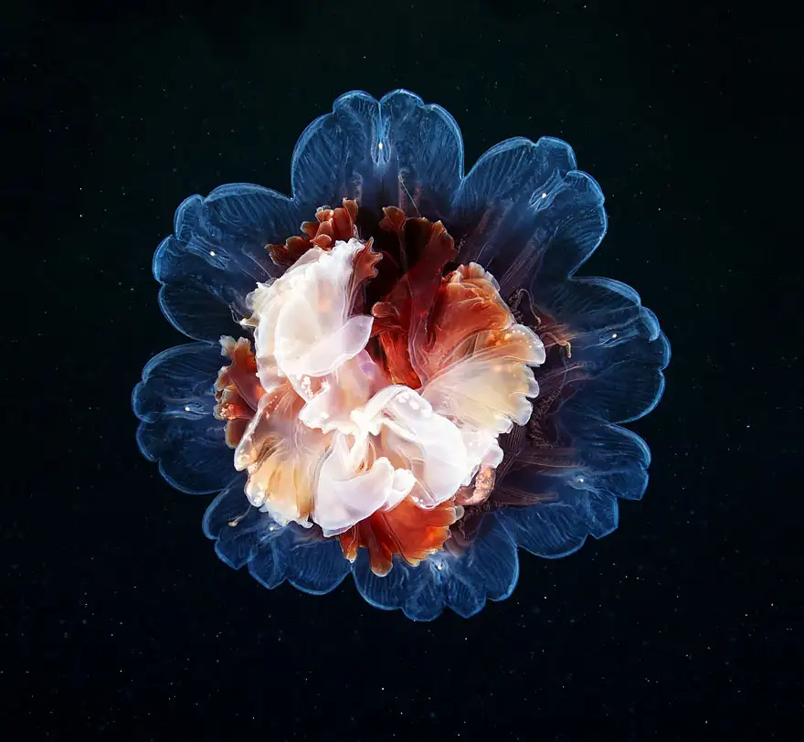 underwater-jellyfish-alexander-semenov-aquatis-66.webp