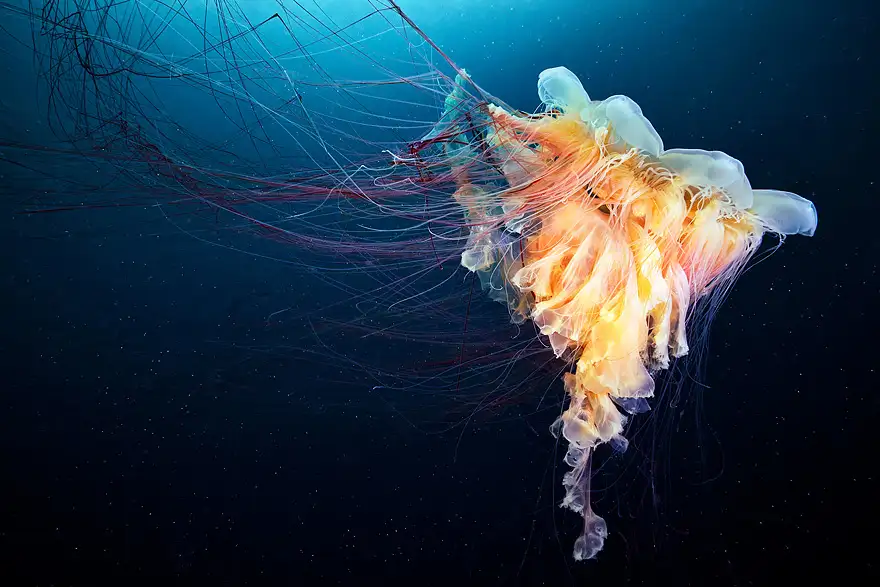 underwater-jellyfish-alexander-semenov-aquatis-7-3.webp