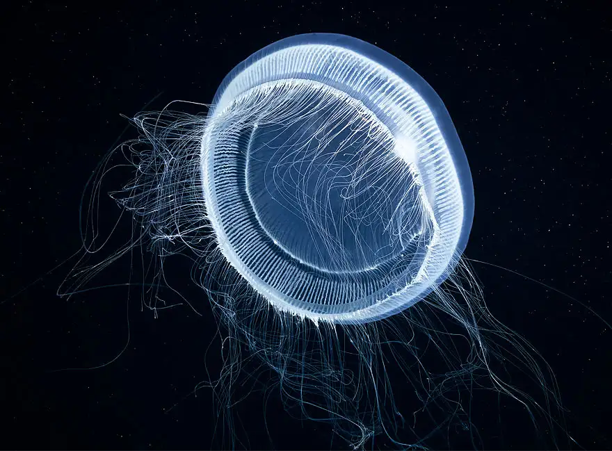 underwater-jellyfish-alexander-semenov-aquatis-8-3.webp