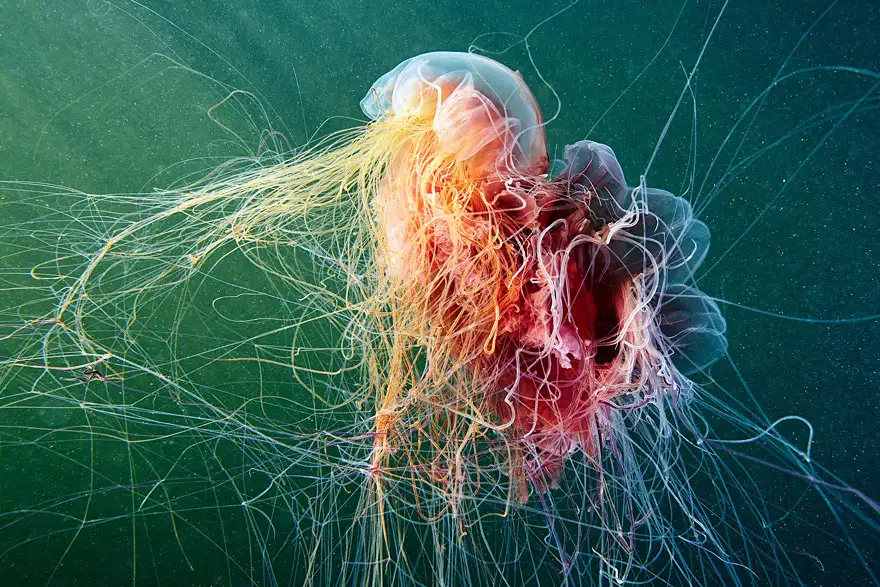 underwater-jellyfish-alexander-semenov-aquatis-9-2.webp