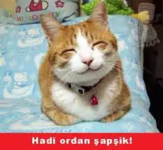 untitled.webp