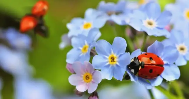 unutmabeni-nerede-yetisir_646x340.webp