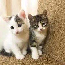 upload_2017-12-10_16-11-48.webp