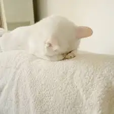 upload_2018-1-3_14-38-45.webp