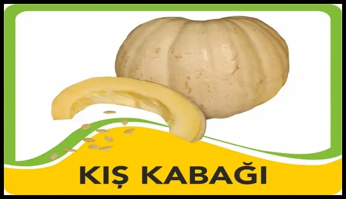 urfada-kis-kabagi-za-9e90f5b2a29ffb57a134.webp