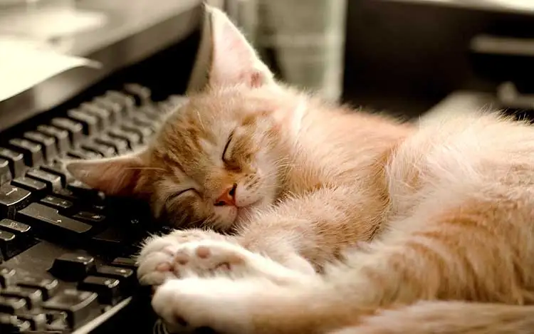 Uykucu-Kedi-2.webp