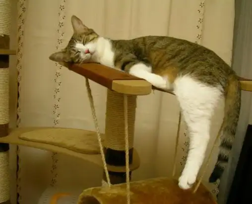 uykucu-kedi-komik.webp