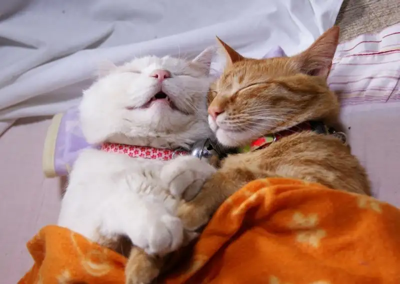 uyuyan-kedi1.webp