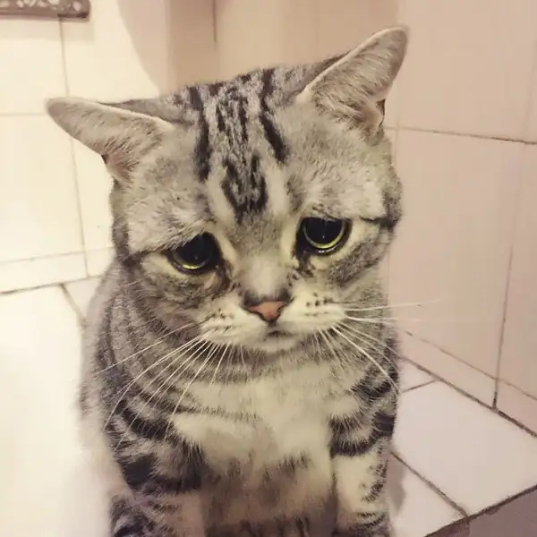 uzgun_kedi_luhu-25-600x600.webp