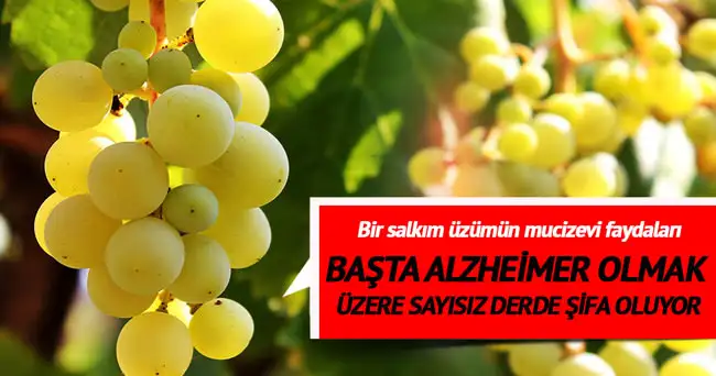 uzum.webp