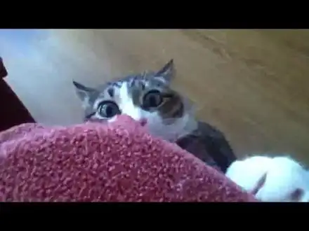 v201203192305000881550.mp4.webp