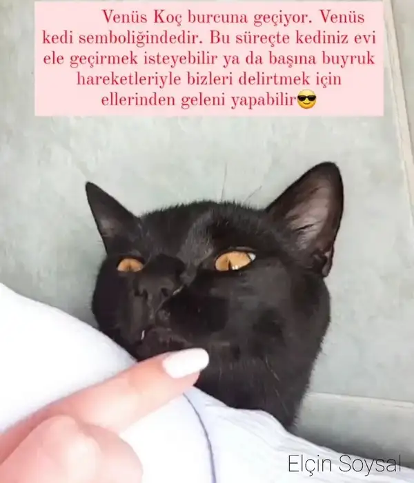ven  koç2.webp