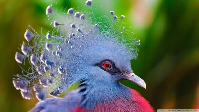 victoria_crowned_pigeon-wallpaper-1024x576.webp