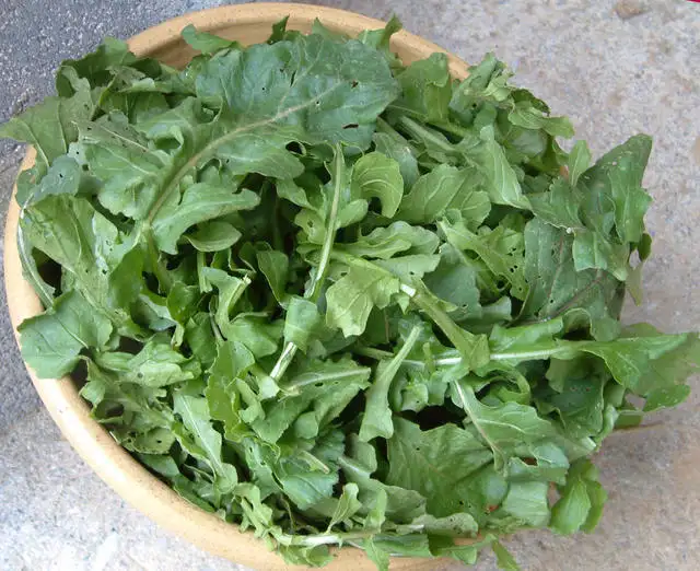 vitamin-ve-mineraller-bakimindan-zengin-olmasi-rokanin-faydalari-arasinda-ilk-sirada-gelmekte...webp
