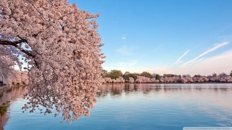 washington_dc_cherry_blossom-wallpaper-1024x576.webp