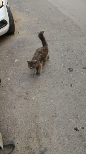 WhatsApp Image 2016-08-30 at 16.11.41.webp