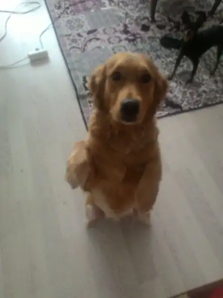 WhatsApp Image 2017-03-10 at 16.50.46.webp