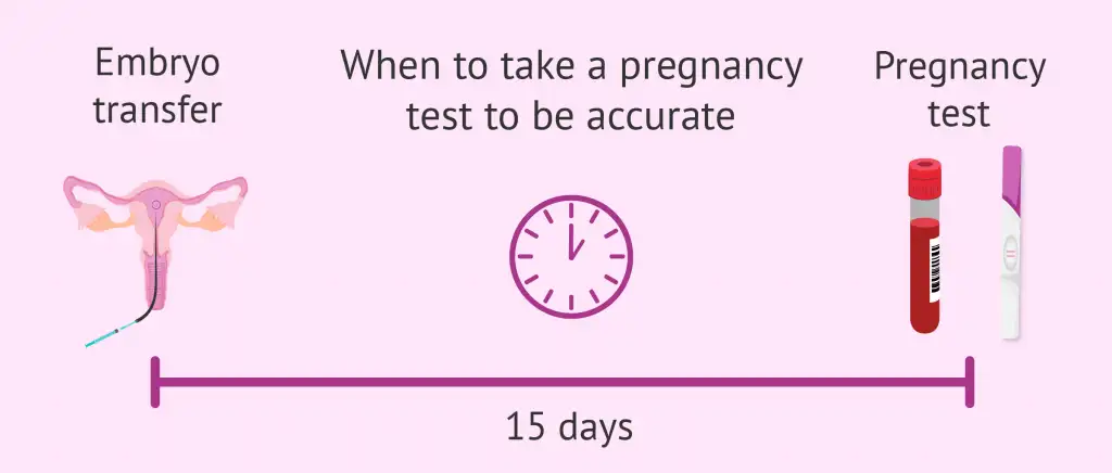 When-to-test-for-pregnancy-after-embryo-transfer.png