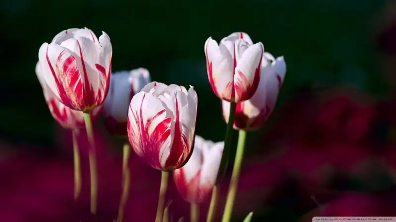 white_red_tulips-wallpaper-1024x576.webp