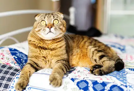 why_do_cats_pee_on_beds.jpg