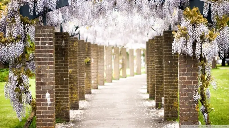 wisteria_tree_tunnel-wallpaper-1024x576.webp