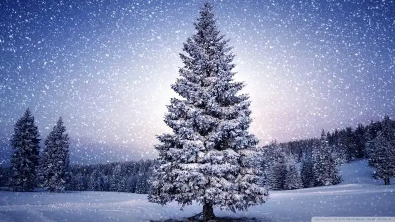 xmas_tree-wallpaper-1024x576.webp